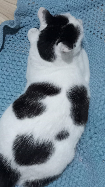 adote-ellie-adocao-doacao-cachorro-gato-0