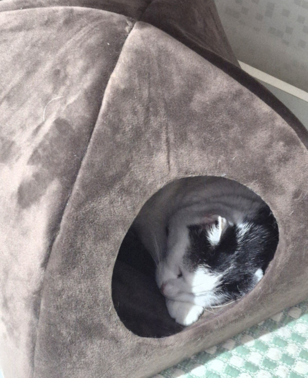 adote-ellie-adocao-doacao-cachorro-gato-2