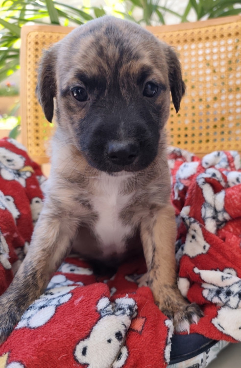 maravilhoso-guarana-adocao-doacao-cachorro-gato-0