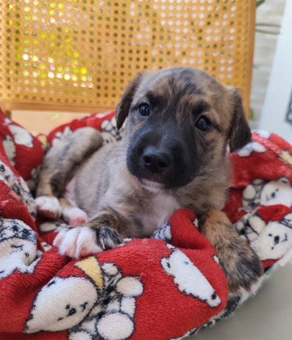 maravilhoso-guarana-adocao-doacao-cachorro-gato-2