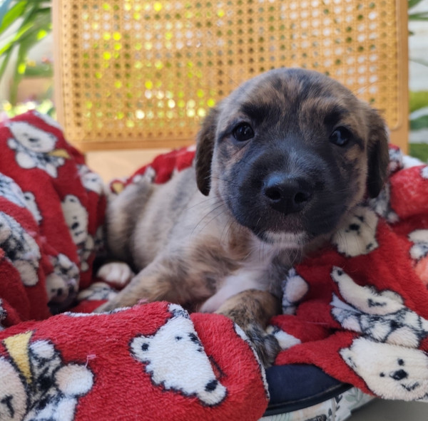 maravilhoso-guarana-adocao-doacao-cachorro-gato-4