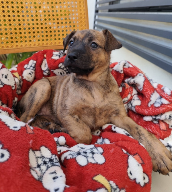 linda-fanta-adocao-doacao-cachorro-gato-4