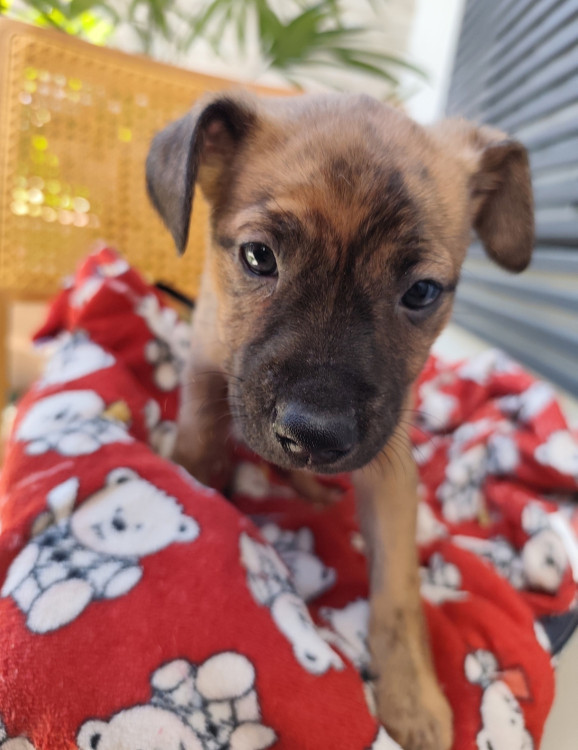 linda-fanta-adocao-doacao-cachorro-gato-2