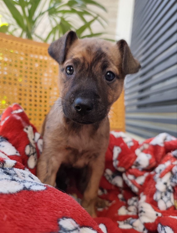 linda-fanta-adocao-doacao-cachorro-gato-1