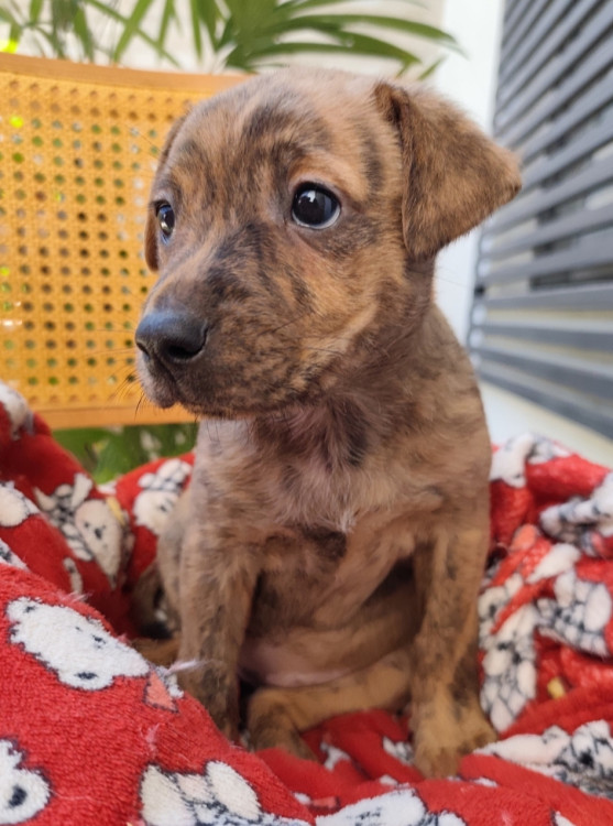 amada-pepsi-adocao-doacao-cachorro-gato-1