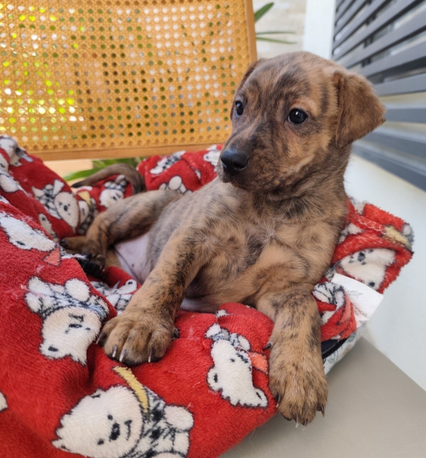 amada-pepsi-adocao-doacao-cachorro-gato-4