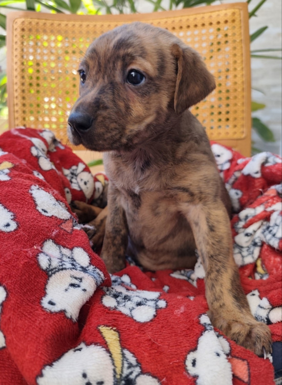 amada-pepsi-adocao-doacao-cachorro-gato-3