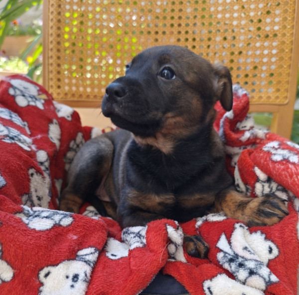 amada-coca-adocao-doacao-cachorro-gato-1