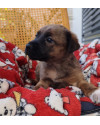 pequena-schweeppes-adocao-especial-small-1