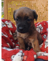 pequena-schweeppes-adocao-especial-small-0