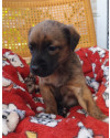 pequena-schweeppes-adocao-especial-small-4