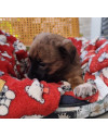 pequena-schweeppes-adocao-especial-small-2