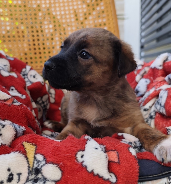 pequena-schweeppes-adocao-especial-adocao-doacao-cachorro-gato-1