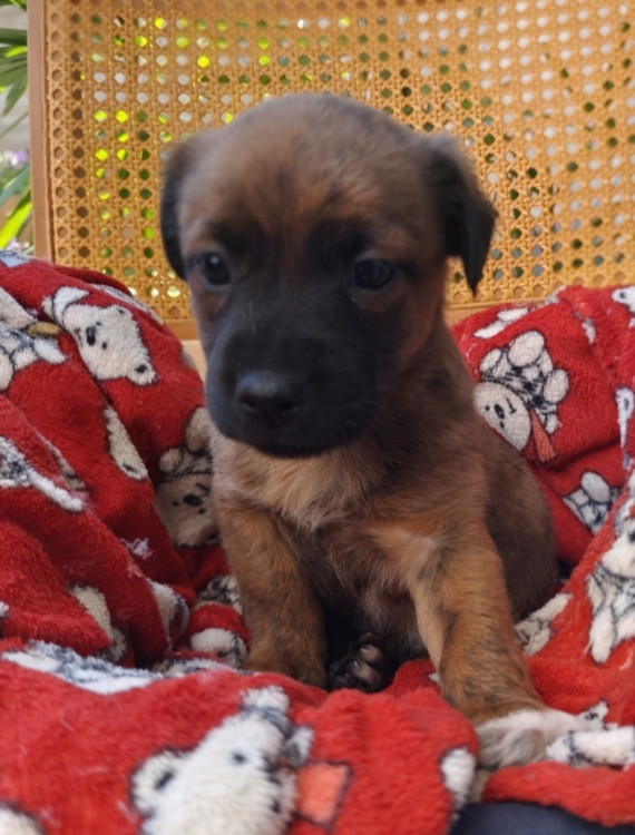 pequena-schweeppes-adocao-especial-adocao-doacao-cachorro-gato-0