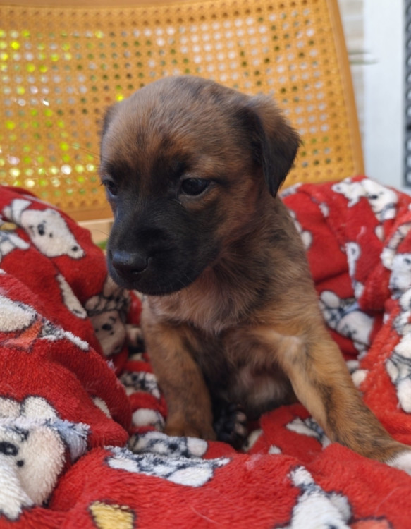 pequena-schweeppes-adocao-especial-adocao-doacao-cachorro-gato-4