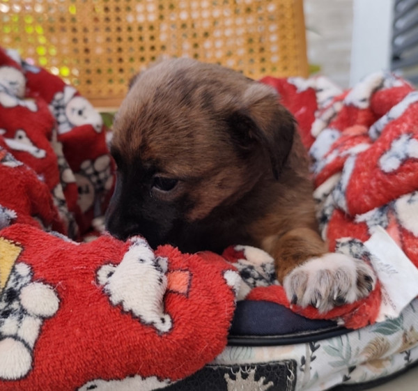 pequena-schweeppes-adocao-especial-adocao-doacao-cachorro-gato-2