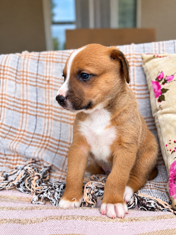 bento-milagre-devolvido-depois-de-apenas-5-dias-adocao-doacao-cachorro-gato-1