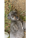 milena-e-eduardo-irmaozinhos-small-3