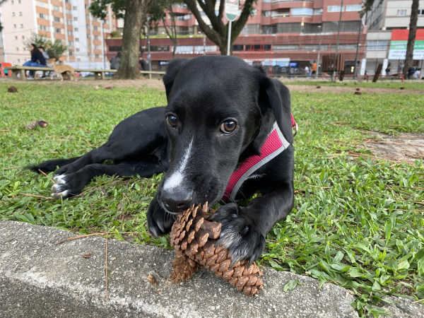 milena-e-eduardo-irmaozinhos-adocao-doacao-cachorro-gato-2