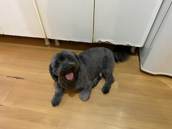 milena-e-eduardo-irmaozinhos-adocao-doacao-cachorro-gato-1