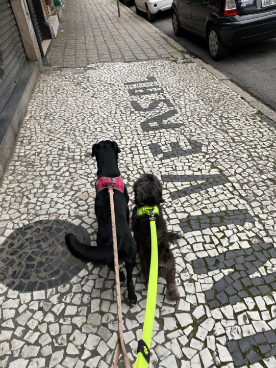 milena-e-eduardo-irmaozinhos-adocao-doacao-cachorro-gato-4