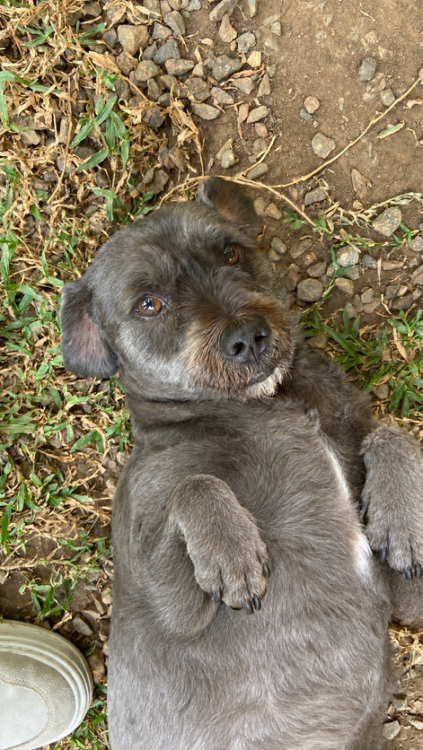 milena-e-eduardo-irmaozinhos-adocao-doacao-cachorro-gato-3