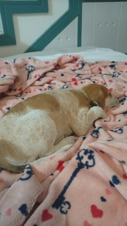 carinhosa-maria-adocao-doacao-cachorro-gato-1