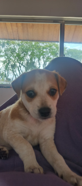 carinhosa-maria-adocao-doacao-cachorro-gato-2