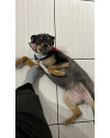 doa-se-cadela-carinhosa-small-1
