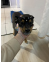 doa-se-cadela-carinhosa-small-0