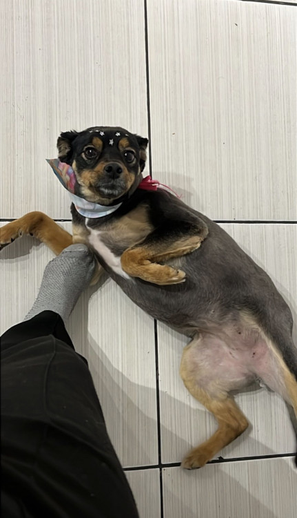 doa-se-cadela-carinhosa-adocao-doacao-cachorro-gato-1