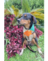 johnny-para-adocao-small-3