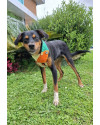 johnny-para-adocao-small-4