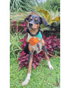 johnny-para-adocao-small-2