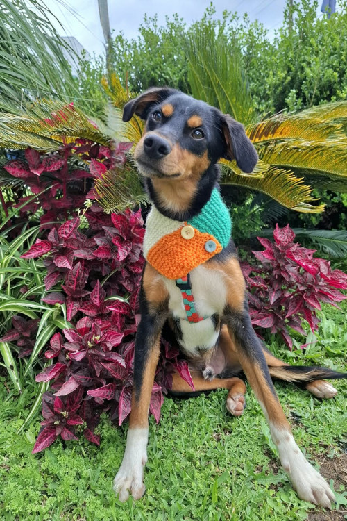 johnny-para-adocao-adocao-doacao-cachorro-gato-0