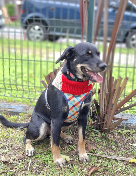 julio-eduardo-para-adocao-adocao-doacao-cachorro-gato-3