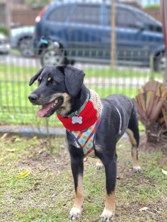 julio-eduardo-para-adocao-adocao-doacao-cachorro-gato-1