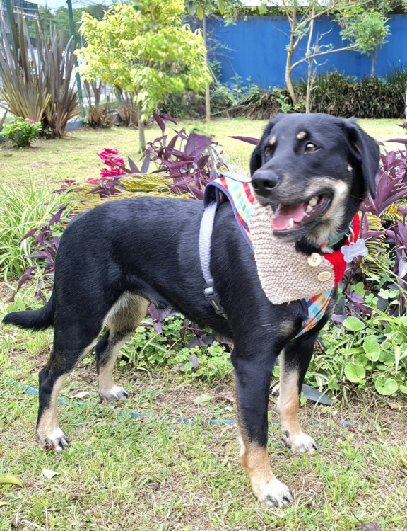 julio-eduardo-para-adocao-adocao-doacao-cachorro-gato-2