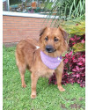 luna-para-adocao-small-4