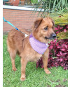 luna-para-adocao-small-3