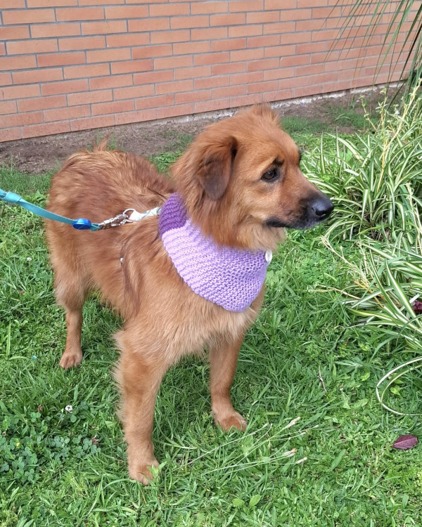 luna-para-adocao-adocao-doacao-cachorro-gato-2