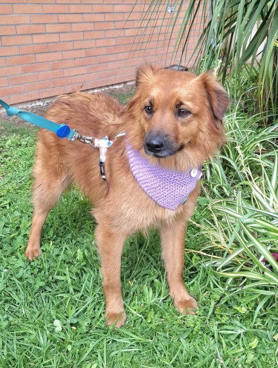 luna-para-adocao-adocao-doacao-cachorro-gato-0