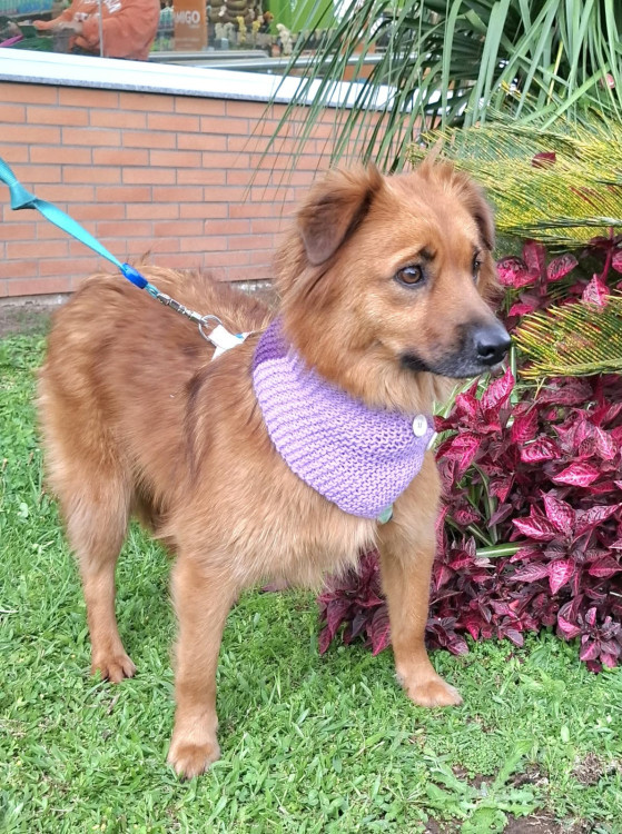 luna-para-adocao-adocao-doacao-cachorro-gato-3