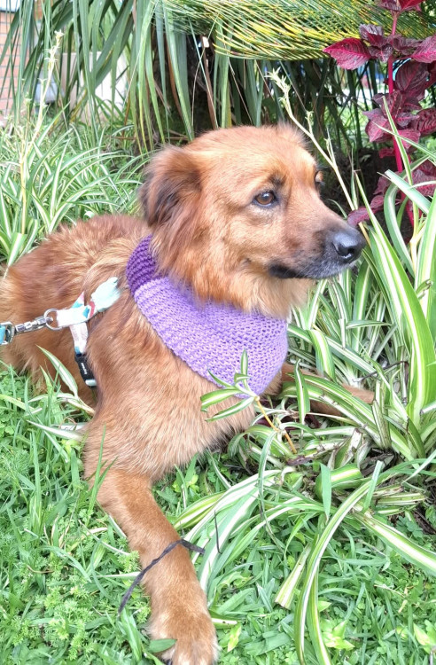 luna-para-adocao-adocao-doacao-cachorro-gato-1