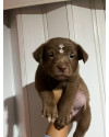 thor-small-0