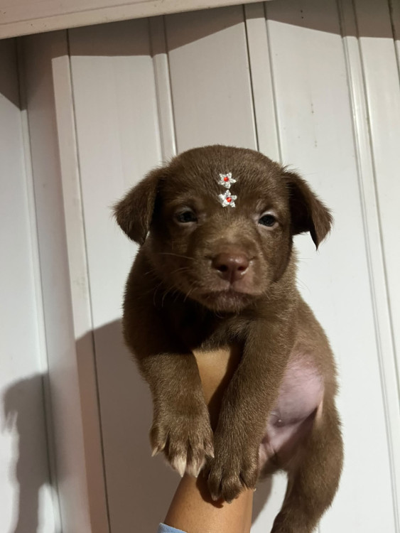thor-adocao-doacao-cachorro-gato-0