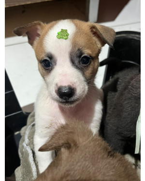 Apollo
