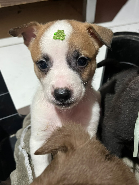 apollo-adocao-doacao-cachorro-gato-0