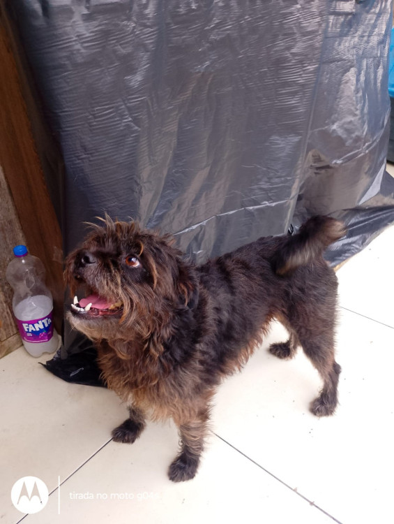 doa-se-adocao-doacao-cachorro-gato-4