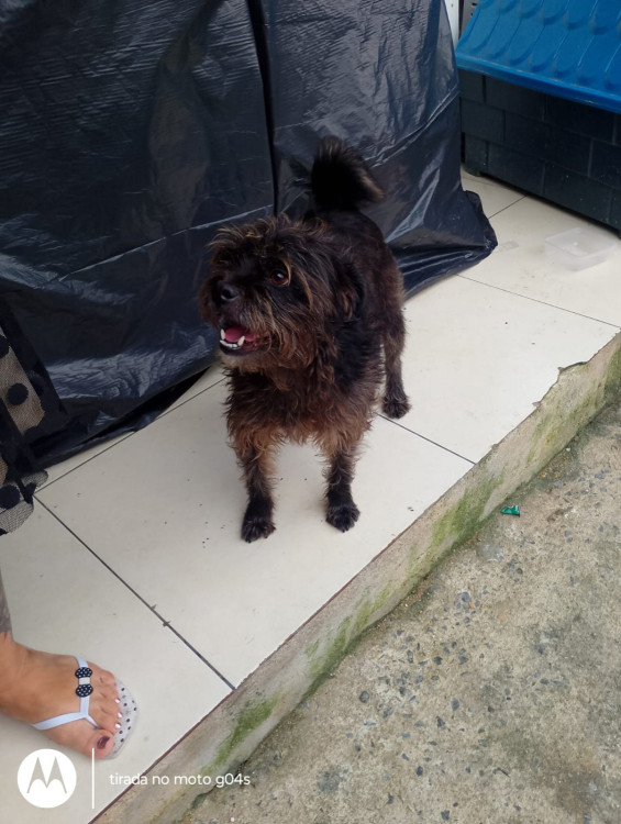 doa-se-adocao-doacao-cachorro-gato-3